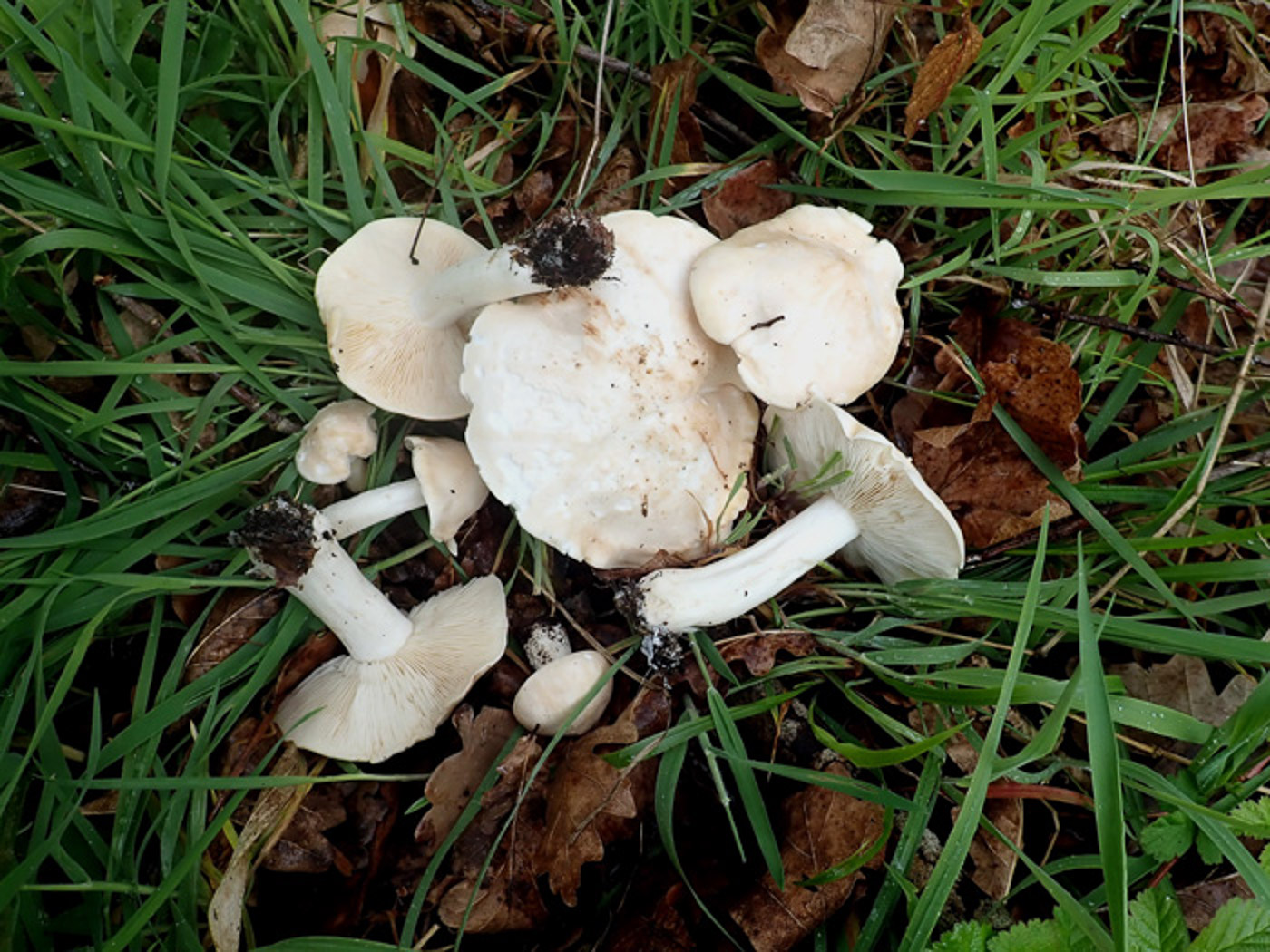 Photo by Calocybe gambosa Calocybe gambosa by Calocybe gambosa